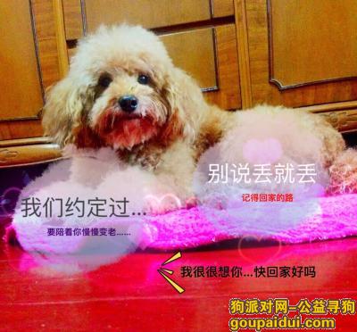 【上海找狗】，重金酬谢寻找走丢的泰迪，它是一只非常可爱的宠物狗狗，希望它早日回家，不要变成流浪狗。