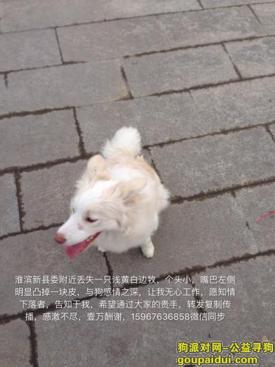 【信阳找狗】，重金寻狗，浅黄白边牧一只，，它是一只非常可爱的宠物狗狗，希望它早日回家，不要变成流浪狗。