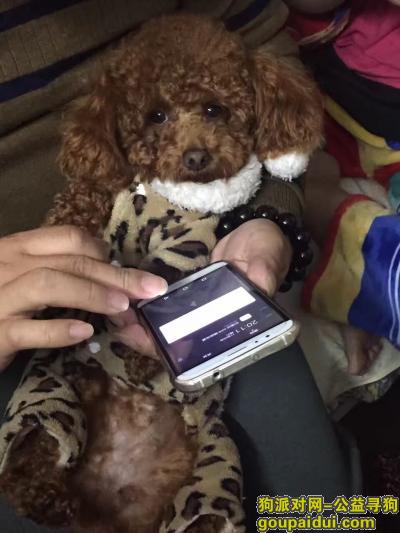 【上海找狗】，淞南三村小区里 棕色泰迪被人抱走，它是一只非常可爱的宠物狗狗，希望它早日回家，不要变成流浪狗。