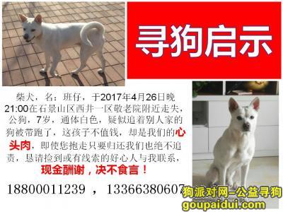 【北京找狗】，寻找爱犬，班仔快回家，它是一只非常可爱的宠物狗狗，希望它早日回家，不要变成流浪狗。