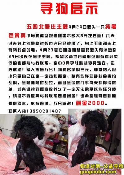 福州寻狗，4月24日在新店丢失一只黑色泰迪，望好心人看到请联系，必重谢，它是一只非常可爱的宠物狗狗，希望它早日回家，不要变成流浪狗。