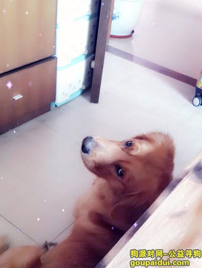 【广州找狗】，寻找爱犬金毛金毛狗逗逗，它是一只非常可爱的宠物狗狗，希望它早日回家，不要变成流浪狗。