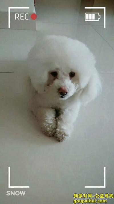 东营寻狗，在聚龙亨宠物店丢失，白色，母犬，贵宾Coco，它是一只非常可爱的宠物狗狗，希望它早日回家，不要变成流浪狗。