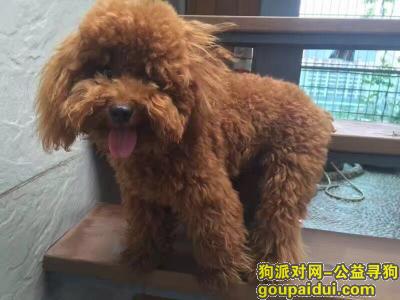 【广州找狗】，重金寻狗一狗名昵称抹布，它是一只非常可爱的宠物狗狗，希望它早日回家，不要变成流浪狗。