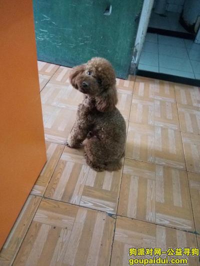 【上海找狗】，望好心人提供线索，传播下去，它是一只非常可爱的宠物狗狗，希望它早日回家，不要变成流浪狗。