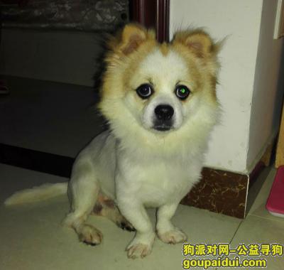 寻在深圳龙岗“景民新城”遗失的小狗（串串），它是一只非常可爱的宠物狗狗，希望它早日回家，不要变成流浪狗。