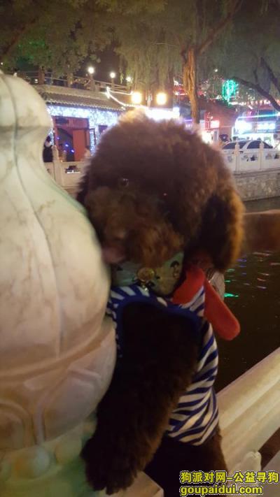 【北京找狗】，去年下半安德鲁斯别墅区附近，它是一只非常可爱的宠物狗狗，希望它早日回家，不要变成流浪狗。