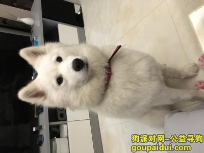 寻找全白色的母萨摩耶，它是一只非常可爱的宠物狗狗，希望它早日回家，不要变成流浪狗。