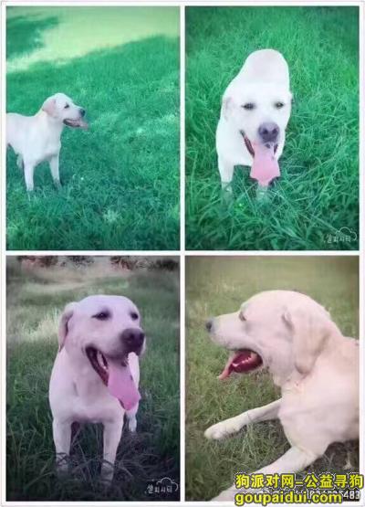 咸阳寻狗启示，联盟三路跪求白色拉布拉多犬消息，它是一只非常可爱的宠物狗狗，希望它早日回家，不要变成流浪狗。