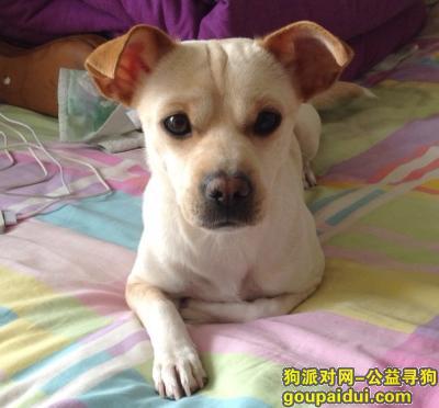 【北京找狗】，布丁好想你，快回来吧！，它是一只非常可爱的宠物狗狗，希望它早日回家，不要变成流浪狗。