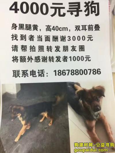 4000元寻狗，济南窑头路聚福林附近丢失爱宠，它是一只非常可爱的宠物狗狗，希望它早日回家，不要变成流浪狗。