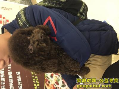 【郑州找狗】，寻找大眼睛巧克力色狗狗，跪求，它是一只非常可爱的宠物狗狗，希望它早日回家，不要变成流浪狗。