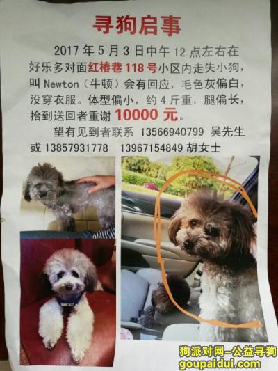 金华 东阳市红椿巷118号小区酬谢一万元寻找灰色泰迪，它是一只非常可爱的宠物狗狗，希望它早日回家，不要变成流浪狗。