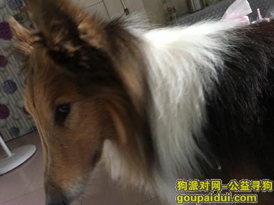 【广州捡到狗】，广州白云区白云堡捡到苏格兰牧羊犬一只，它是一只非常可爱的宠物狗狗，希望它早日回家，不要变成流浪狗。