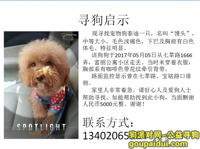上海 闵行区七莘路1666弄酬谢五千元寻找泰迪，它是一只非常可爱的宠物狗狗，希望它早日回家，不要变成流浪狗。