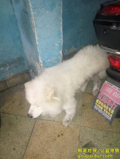 杭州捡到狗，057182609783  刚刚忘记发电话了，它是一只非常可爱的宠物狗狗，希望它早日回家，不要变成流浪狗。