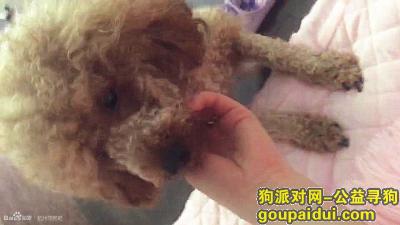 捡到泰迪犬，杭州西湖区丢失中型泰迪犬，重金酬谢，希望好心人留意！！！，它是一只非常可爱的宠物狗狗，希望它早日回家，不要变成流浪狗。