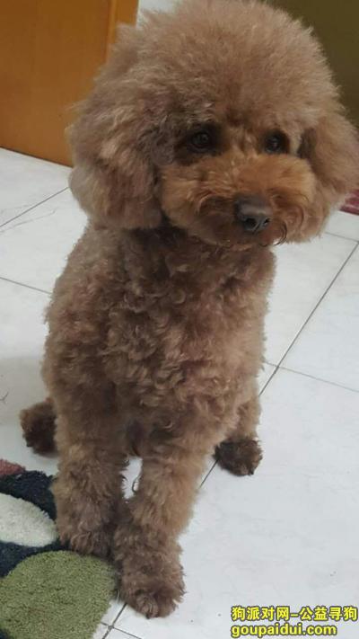 郑州管城区商城东路酬谢三千元寻找泰迪，它是一只非常可爱的宠物狗狗，希望它早日回家，不要变成流浪狗。
