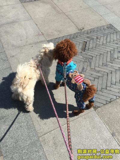 【泰州找狗】，江苏泰州姜堰区 寻狗 白色泰迪，它是一只非常可爱的宠物狗狗，希望它早日回家，不要变成流浪狗。
