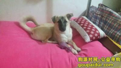 【寻狗启示】天津※#红桥区#，它是一只非常可爱的宠物狗狗，希望它早日回家，不要变成流浪狗。