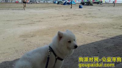 肇庆鼎湖山旅游区庆云寺酬谢五千元寻找萨摩，它是一只非常可爱的宠物狗狗，希望它早日回家，不要变成流浪狗。