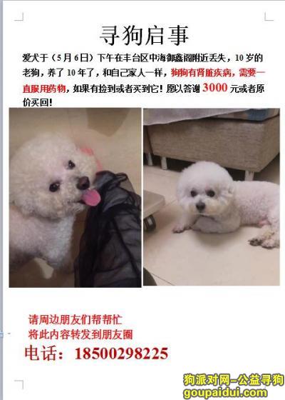 【北京找狗】，心爱的狗狗丢了 麻烦好心人留意一下 重金寻狗，它是一只非常可爱的宠物狗狗，希望它早日回家，不要变成流浪狗。