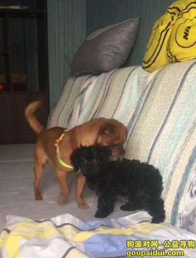 【洛阳找狗】，洛阳市 西工区汉宫路酬谢一千元寻找黑色泰迪，它是一只非常可爱的宠物狗狗，希望它早日回家，不要变成流浪狗。