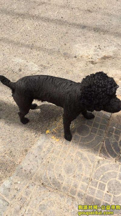西安市 莲湖区土门街道寻找黑色泰迪，它是一只非常可爱的宠物狗狗，希望它早日回家，不要变成流浪狗。