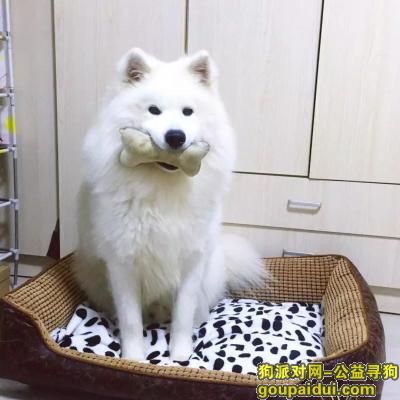 【徐州找狗】，徐州寻狗，爱犬萨摩耶！，它是一只非常可爱的宠物狗狗，希望它早日回家，不要变成流浪狗。
