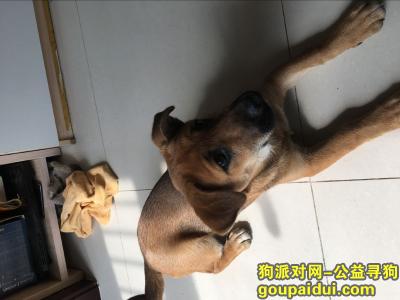 北京保利芳园丢的小狗，它是一只非常可爱的宠物狗狗，希望它早日回家，不要变成流浪狗。