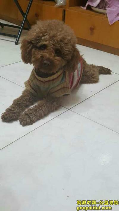 【郑州找狗】，郑州市商城东路狗狗丢失，酬谢一万元，它是一只非常可爱的宠物狗狗，希望它早日回家，不要变成流浪狗。