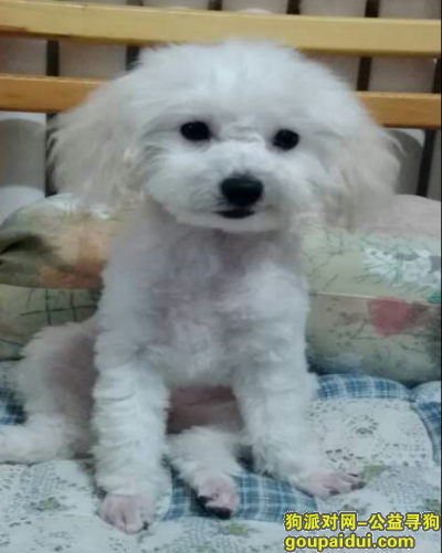 青岛--寻狗启示（白色贵宾泰迪），它是一只非常可爱的宠物狗狗，希望它早日回家，不要变成流浪狗。