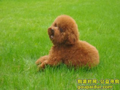 【杭州找狗】，寻狗启示-------球球你在哪里，它是一只非常可爱的宠物狗狗，希望它早日回家，不要变成流浪狗。