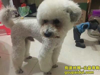 【武汉找狗】，武汉市武昌区岳家嘴酬谢三千元寻找白色狗狗，它是一只非常可爱的宠物狗狗，希望它早日回家，不要变成流浪狗。