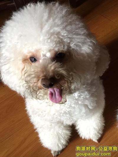 5月15日今天上午8点多，在浦东水景豪园走失一只泰迪犬。，它是一只非常可爱的宠物狗狗，希望它早日回家，不要变成流浪狗。