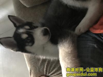 哈士奇妹妹在重庆九龙坡走丢，它是一只非常可爱的宠物狗狗，希望它早日回家，不要变成流浪狗。