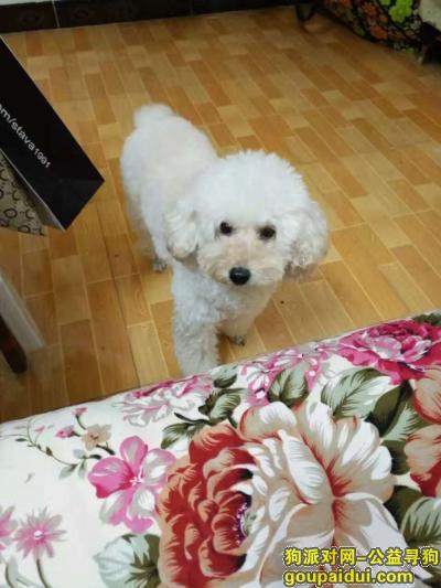 桂林寻狗网，桂林大圩走丢得白色断尾贵宾，它是一只非常可爱的宠物狗狗，希望它早日回家，不要变成流浪狗。