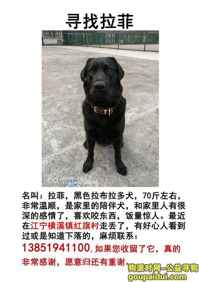 【南京找狗】，寻找黑色拉布拉多 拉菲，它是一只非常可爱的宠物狗狗，希望它早日回家，不要变成流浪狗。