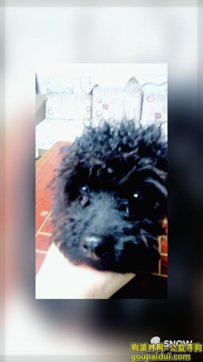 【宁波找狗】，寻狗启示，一只黑色泰迪于五月15日下午在浙江宁波宁海双林生态村丢失，它是一只非常可爱的宠物狗狗，希望它早日回家，不要变成流浪狗。