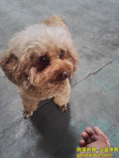 【上海捡到狗】，5月14日中午捡到泰迪狗一只，希望狗主人尽快认领回去，它是一只非常可爱的宠物狗狗，希望它早日回家，不要变成流浪狗。