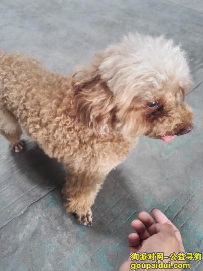 【上海捡到狗】，5月14日中午捡到泰迪狗一只，希望狗主人尽快认领回去。联系电话13861838626.，它是一只非常可爱的宠物狗狗，希望它早日回家，不要变成流浪狗。