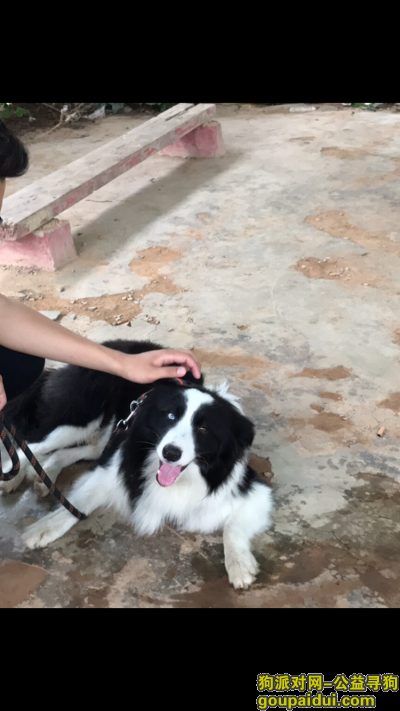潮州找狗，寻找一个阴阳眼边牧公犬，它是一只非常可爱的宠物狗狗，希望它早日回家，不要变成流浪狗。