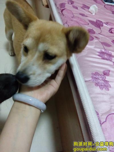 【北京捡到狗】，捡到一只狗狗，不知道什么品种，它是一只非常可爱的宠物狗狗，希望它早日回家，不要变成流浪狗。