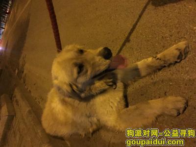 南京寻狗主人，江宁区。东山街道。黄金海岸附近。，它是一只非常可爱的宠物狗狗，希望它早日回家，不要变成流浪狗。