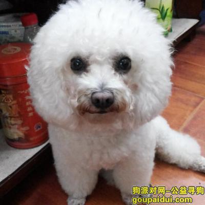 深圳宝安寻找我的比熊，它是一只非常可爱的宠物狗狗，希望它早日回家，不要变成流浪狗。