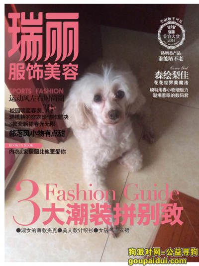 上海宝山区殷高西路酬谢三千元寻找白色贵宾，它是一只非常可爱的宠物狗狗，希望它早日回家，不要变成流浪狗。