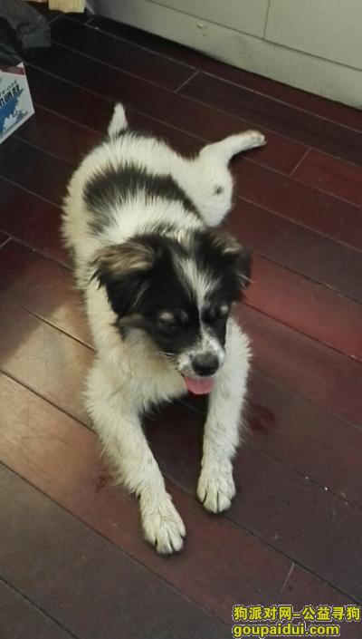 【天津捡到狗】，2017/5/17天津河东捡到黑白小狗一只，它是一只非常可爱的宠物狗狗，希望它早日回家，不要变成流浪狗。