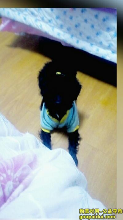 五月15日下午在浙江宁波宁海双林生态村丢失一只黑色公泰迪，它是一只非常可爱的宠物狗狗，希望它早日回家，不要变成流浪狗。