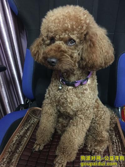 【上海找狗】，红棕泰迪，有点褪色，3岁，14斤，有点胖，名“乐乐”，它是一只非常可爱的宠物狗狗，希望它早日回家，不要变成流浪狗。