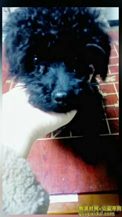 重金寻狗，本人五月十五日在浙江宁波宁海双林生态旅游村丢失一只纯黑色泰迪，它是一只非常可爱的宠物狗狗，希望它早日回家，不要变成流浪狗。